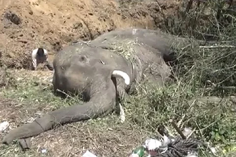 हाथियों की मौत के लिए एनएचएआई जिम्मेवार, नहीं बनाया फ्लाईओवर