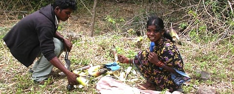 Bommamma, a Soliga tribal and her son collecting bamboo shoots in the forest. Photo: Harisha R P/ATREE