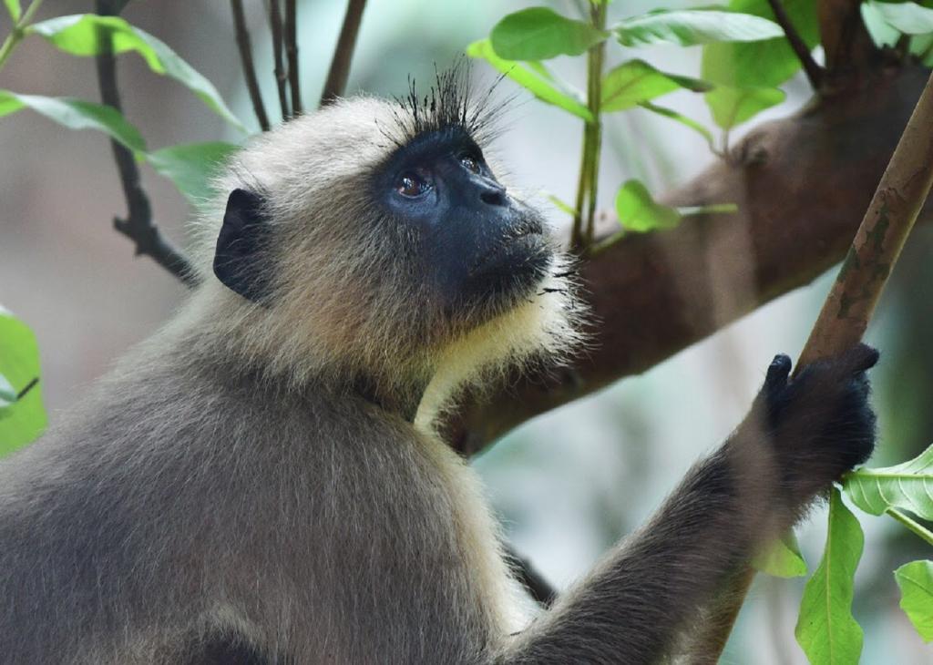 Bimstec: An opportunity to conserve wildlife and biodiversity