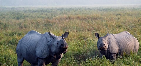 A pair of rhinos at the Kaziranga National Park. Photo: Getty Images