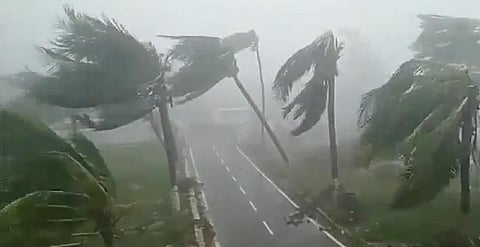 Cyclone uproots thousands of trees in Odisha. Photo: Ashis Senapati