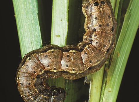 खेती पर विदेशी आक्रमण: रातों-रात फसल चट कर जाता है यह अमेरिकी कीड़ा