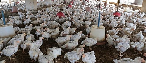 A poultry farm. Photo: Vikas Choudhary/CSE