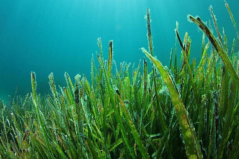 How seagrass can aid in curbing coastal erosion
