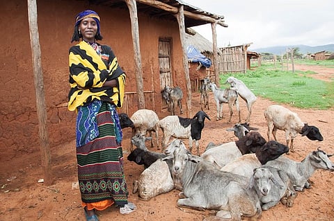 Soon, this farmer and her goats could be treated with the same vaccine. ILRI, Zerihun Sewunet/flickr, CC BY-NC-SA