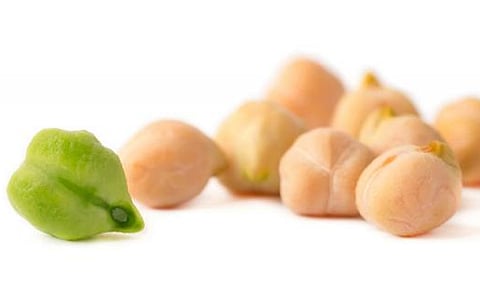 पहली बार जलवायु परिवर्तन से लड़ने वाले काबुली चने के जीन की पहचान