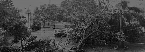 The storm has uprooted lakhs of trees. Photo: Ashis Senapati