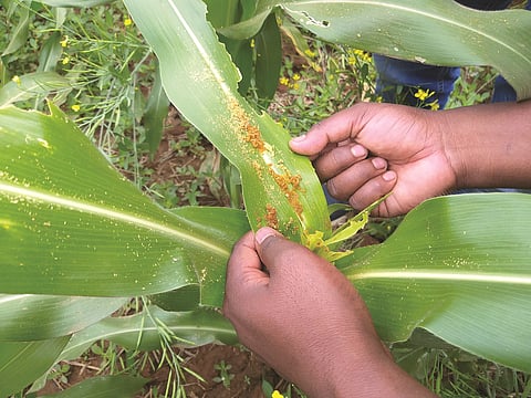 Photo : Purushottam thakur