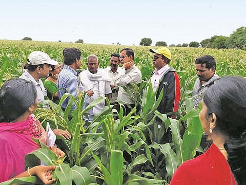 तेलंगाना में मक्के की फसल पर लगे फॉल आर्मीवर्म की पड़ताल करते कृषि वैज्ञानिक। फाइल फोटो : जिंका नागाराजू