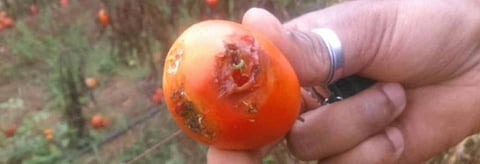 How scientists contained a deadly tomato pest that travelled across the world
