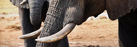 Ahead of CITES CoP18, Botswana tries to lift ban on ivory trade