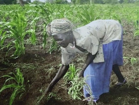 अफ्रीकी देशों में फैला है फॉल आर्मीवर्म का प्रकोप। फोटो : लोमिडा अफेडररु