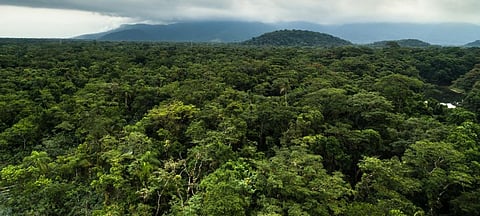 A rain forest. Photo: Getty Images
