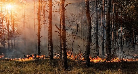 Six-fold increase in forest fires as temperatures rise in many states