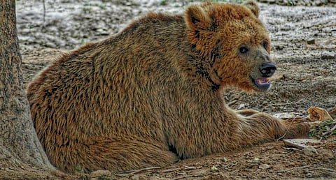 A Himalayan Brown Bear in Lahore Zoo, Pakistan. Photo: Wikimedia Commons