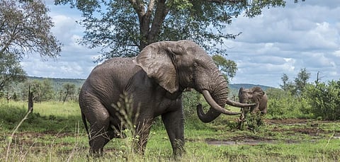 African Bush Elephants in the Kruger National Park in South Africa. Photo: Getty Images
