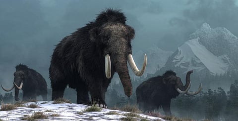Woolly Mammoths. Photo: Getty Images