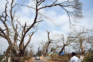 The cyclone uprooted lakhs of trees in Odisha. Photo: Arabinda Mahapatra