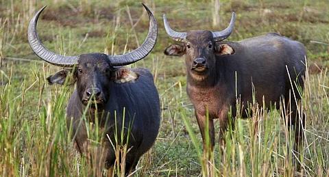 A pair of Asiatic Wild Buffalo in Kaziranga National Park, Assam which has been named in the expose. Photo: Getty Images