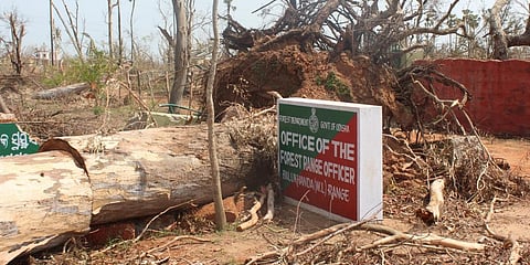 The destruction at Balukhanda Wildlife Sanctuary. Photo: Ashis Senapati