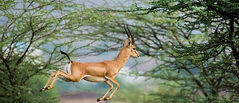 A jumping Chinkara. Photo: Creative Commons