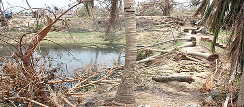 An uprooted coconut farm in Puri. Photo: Ashis Senapati