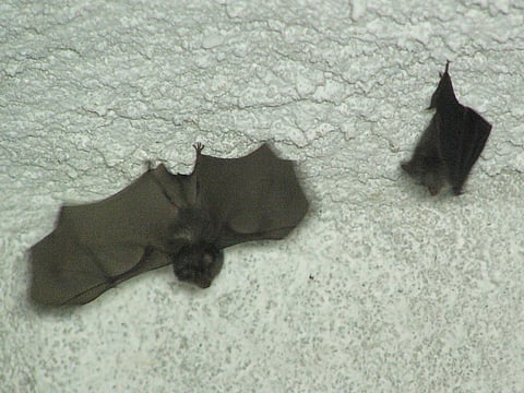 Photo : Creative Commons