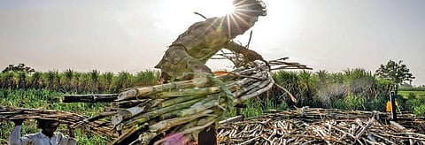 The sugar industry engages around 50 farmers and two million mill workers (Photo: Midhun Vijayan)