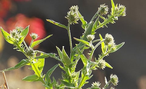 A Blumeopsis flava plant, used for cold, cough, bronchial diseases, among others. Photo: India Science Wire