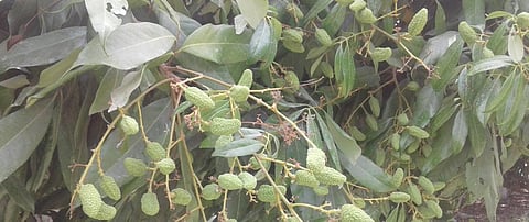 A litchi tree. Photo: Mohd Imran Khan