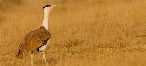 A Great Indian Bustard. Photo: Wikimedia Commons