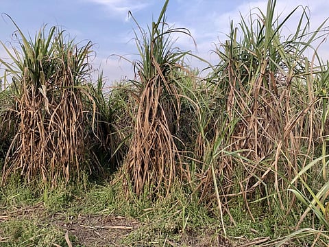 'The sugar sector is highly politicised'