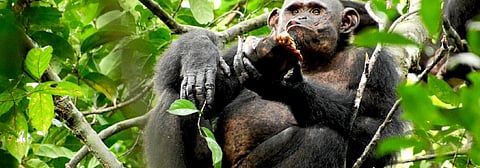 Chimpanzees spotted smashing open and eating tortoises for the first time