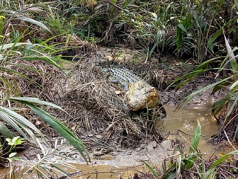 35 crocodile nests seen in Odisha’s Bhitarkanika National Park