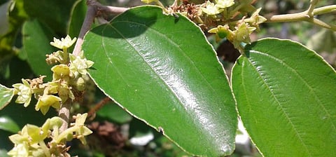 The Ziziphus Nummularia commonly known as the 'Jhar Beri' in Hindi and Urdu is used to treat nausea as well as scabies. Photo: Wikimedia Commons