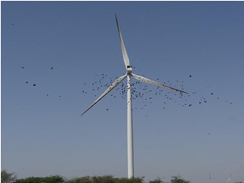 Windturbines posing a threat to birds: study