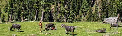 A Gujjar with his herd of buffaloes in the valley of the Lidder river, Kashmir. Photo: Mike Prince, Flickr