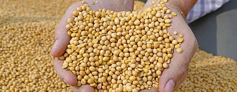 Researchers to promote protein self-sufficiency in Finland