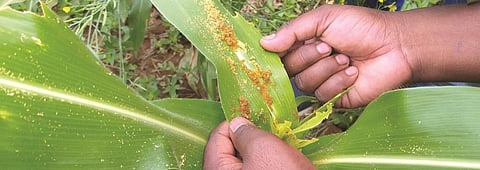 Photo: Purusottam Thakur