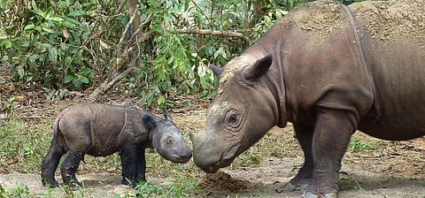 A four-day-old Sumatran rhino calf with its mother. Photo: Wikimedia Commons