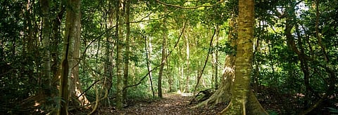 10 interventions government must make to protect forest rights