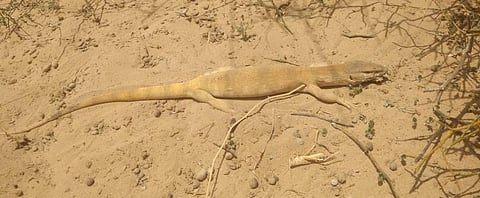 The dead Desert Monitor Lizard that was found near Pokaran. It has died due to pesticides sprayed in the area to kill locusts. Photo: Sumit Dookia
