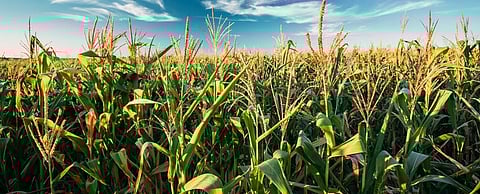 Climate change eats into output of top 10 food crops