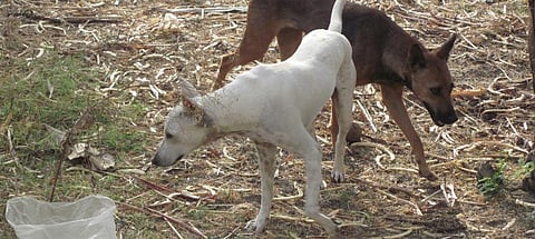 A couple of stray dogs in Kozhikode, Kerala. Photo: Wikimedia Commons
