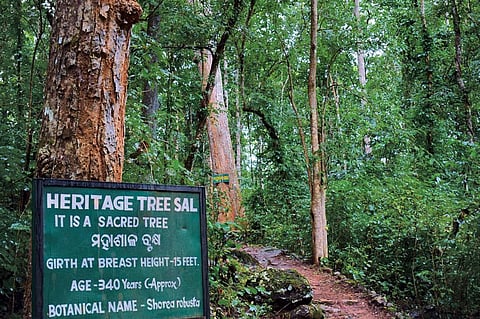 Sacred groves at Simplipal Tiger Reserve in Odisha