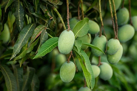 Threat for Bhagalpur's mango growers: Red banded mango caterpillar