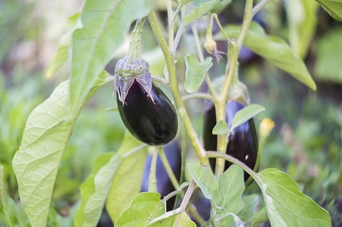 Bt Brinjal: Activists slam regulatory body for inaction against illegal cultivation