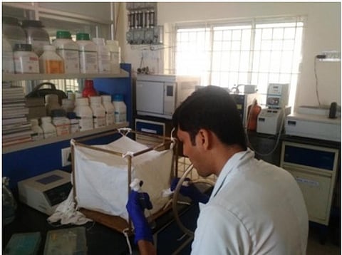 Mosquito being reared at the molecular microbiology lab, Bharathiar University. Photo: India Science Wire