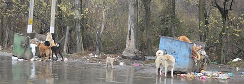 Stray dogs at a garbage dump in Srinagar. Photo: Athar Parvaiz