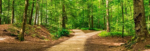 El Salvador recognises forests as living entities